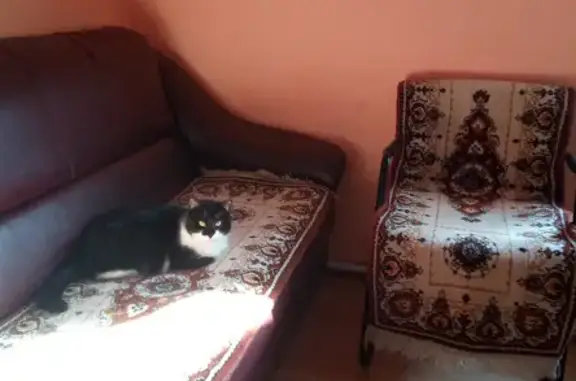 Пропала кошка в Воронеже