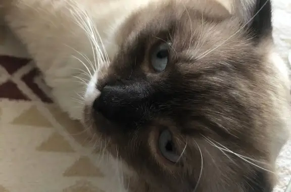 Кошки потеряшки, Солигорск, фото: Потеряшкаи кошка и два кота на Железнодорожной улице, 6, Солигорск