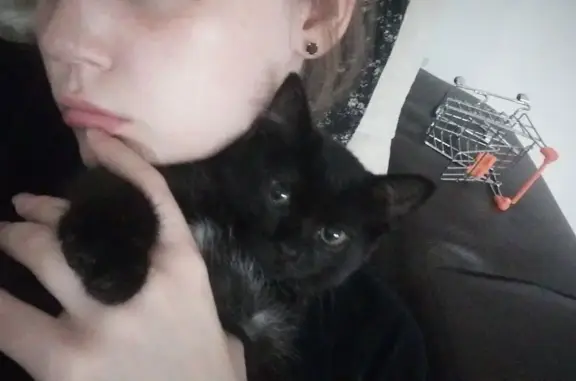 Пропала черная кошка с белыми отметинами, Шарыпово
