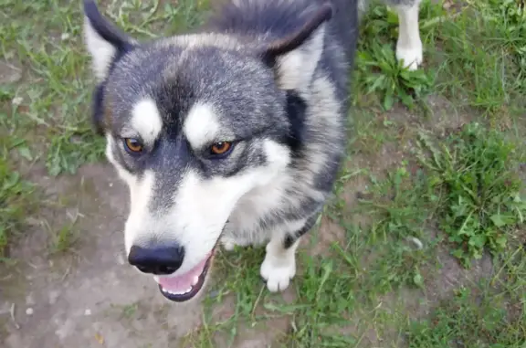 Найдена собака в Павловопосадском районе, похожая на хаски