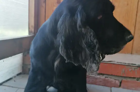Собака Кокер-спаниель найдена на Кокшайском проезде, 49