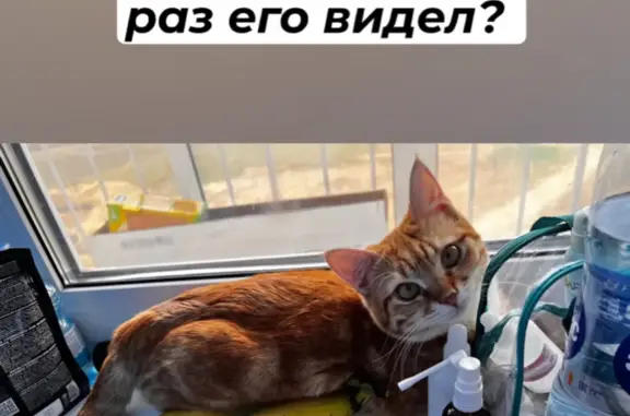 Пропала кошка на Смоленской улице, Орёл