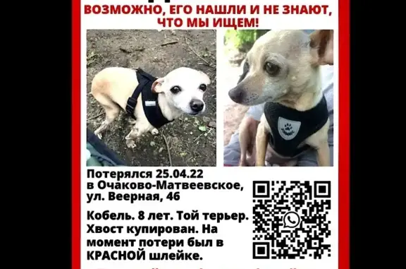 Пропала собака РЭМ на Веерной ул., 22 к1, Москва
