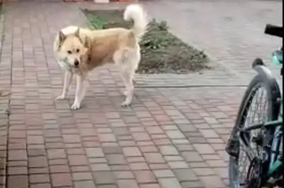 Пропала собака Кобель на Балашовской ул., Бокино