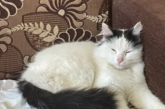 Пропала белая кошка, ул. Мильчакова, Пермь