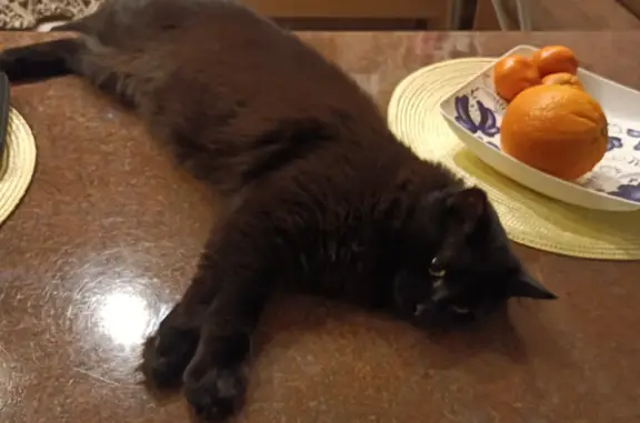 Кошки потеряшки, Балабаново, фото: Потеряшка кот, Гагарина 34, Балабаново