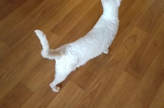 Найденные животные Москва, фото: Найдена кошка на ул. Инессы Арманд, Москва