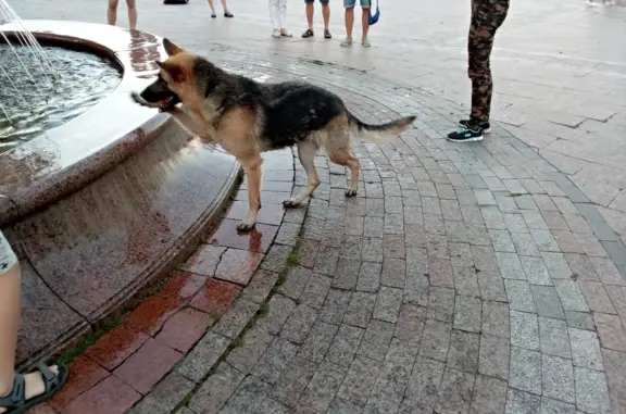 Найдена собака в Ульяновске, пл. Ленина