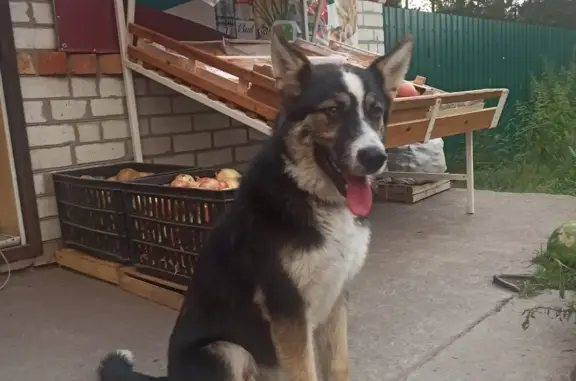 Собака найдена на даче в Сургуте