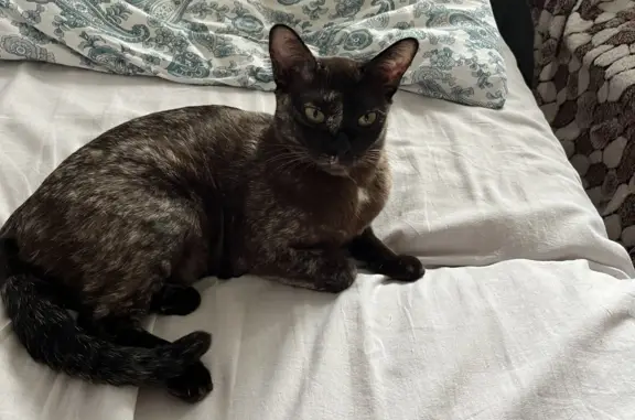 Потерянные животные Москва, фото: Пропала кошка на ул. Фёдора Полетаева, Москва