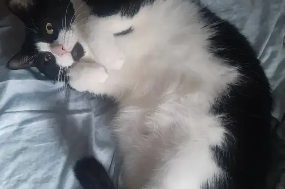 Кошки потеряшки, Москва, фото: Потеряшка кошка Черный с белым кот, Инженерная улица, 34 к2, Москва