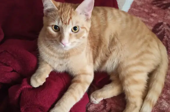 Пропала кошка: Рыжий кот, Московская область