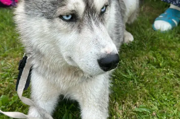 Собака Хаски найдена в Михайлово-Ярцевском