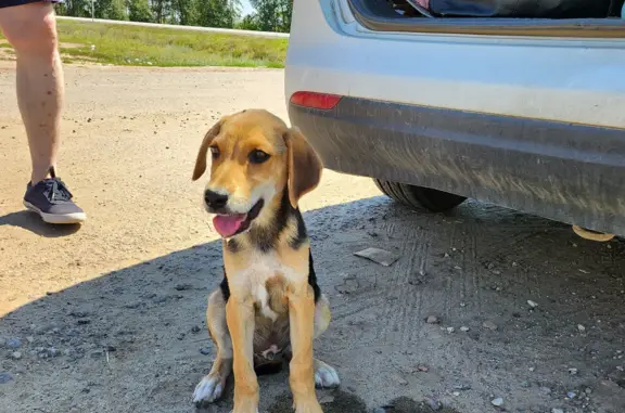 Найден щенок в Калининске, Саратовская область