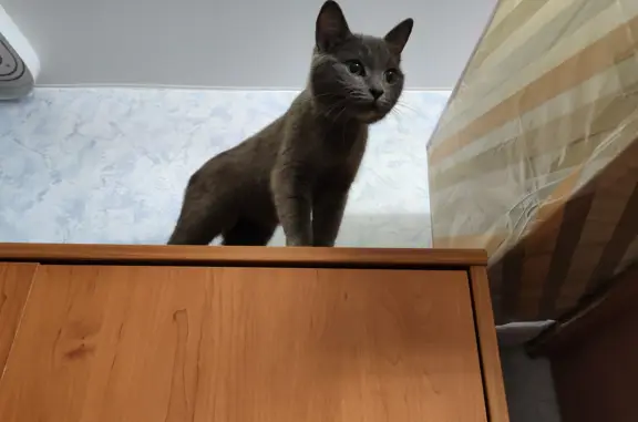 Найдена серая кошка, ул. Богдана Хмельницкого, 5, Пермь