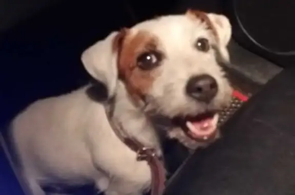 Найдена собака, Московская область, фото: Найдена собака Малые Петрищи, Луговая улица