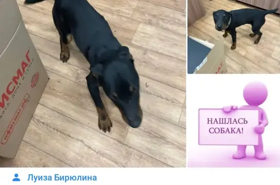 Найдена собака с ошейником, ищет дом в Казани