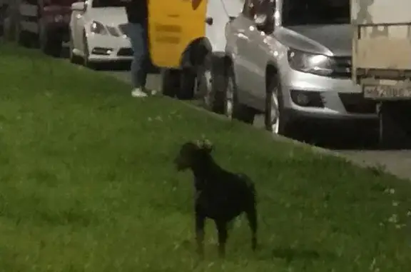 Найдена собака, Санкт-Петербург, фото: Собака на Заречной ул. бегает на Парнасе