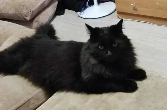 Потерянные животные Москва, фото: Пропала кошка: Вешняковская ул., 27к1. Черный, пушистый, желтые глаза. Откликается на 