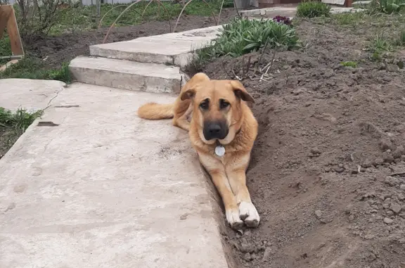 Пропала собака Девочка Альфа, рыжего окраса.