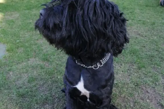 Пропала собака: Русский черный терьер, адрес - Запорожское сельское поселение