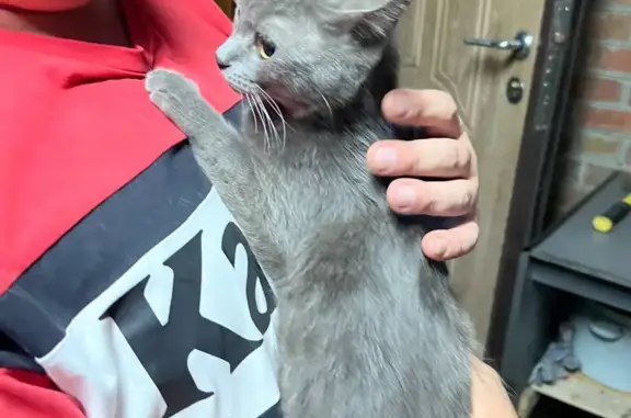 Найдена кошка в Орджоникидзе, Ростов-на-Дону