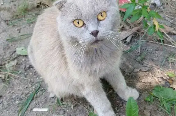 Потерянный домашний кот найден на Апшеронской трассе