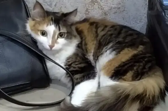 Кошки потеряшки, Новосибирск, фото: Потеряшка кошка на Берёзовой ул., 5/1, Новосибирск