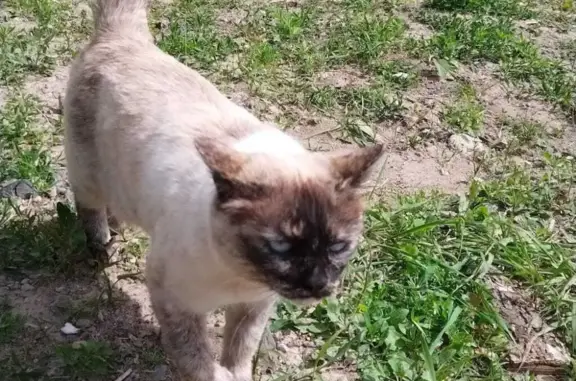Пропала кошка Геста в Хабаровске, помощь нужна!