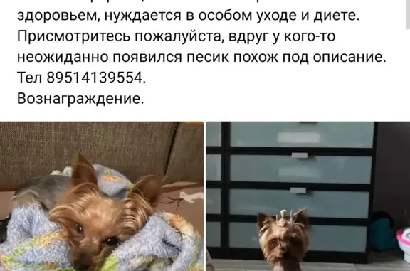 Пропала собака Йорк в Омске