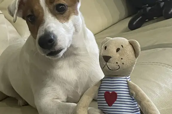 Собаки потеряшки, Санкт-Петербург, фото: Потеряшка собака Ева, 5 лет, пр. Маршала Блюхера, 54, СПб