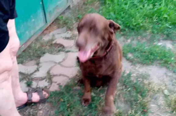 Найдена собака Лабрадор на Октябрьской ул., 158