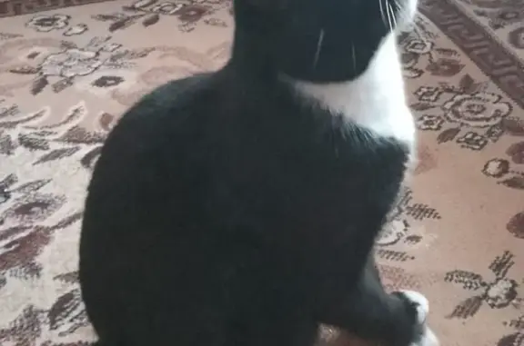 Пропала кошка Тарас, черный с белыми пятнами, ул. 30 лет Октября, Новая Усмань