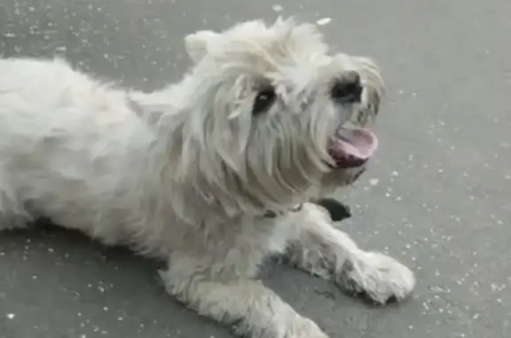 Найдена собака Кобель вест хайленд уайт терьера, адрес: Грайвороновская ул., Москва
