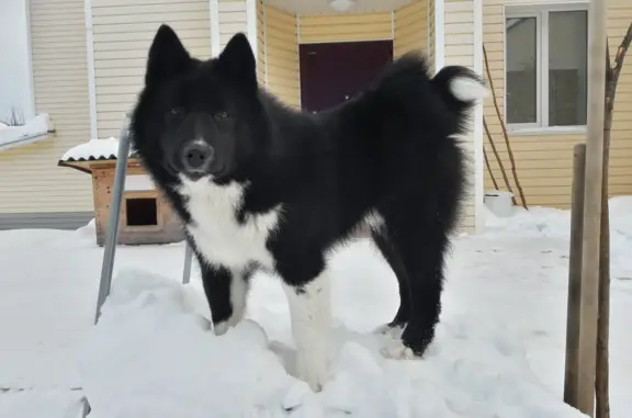 Пропала собака в Удмуртии: Лайка Русско-Европейская, Кличка Рони, черный с белым окрас