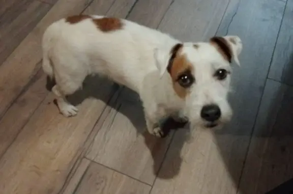 Найдена собака, Московская область, фото: Собака Джэк Рассел найдена на Луговой улице, Московская область