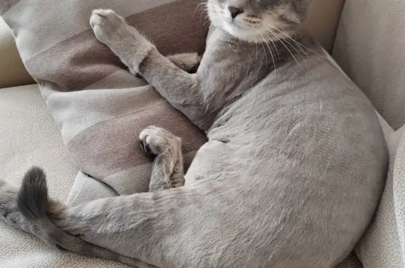 Пропала кошка Серый кот Барсик, Сосногорск