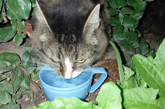 Потерянная кошка на проспекте Ветеранов