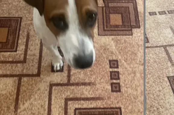 Найдена собака, Московская область, фото: Собака Джек Рассел терьер найдена в районе Озернинского водохранилища