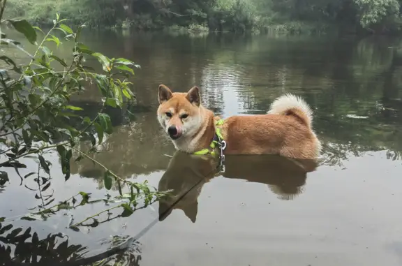 Собаки потеряшки, , фото: Потеряшка пес Майки, ул. ОПХ Ермолино, 37