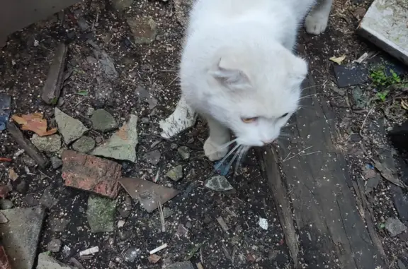 Белая кошка найдена на Ильинском шоссе