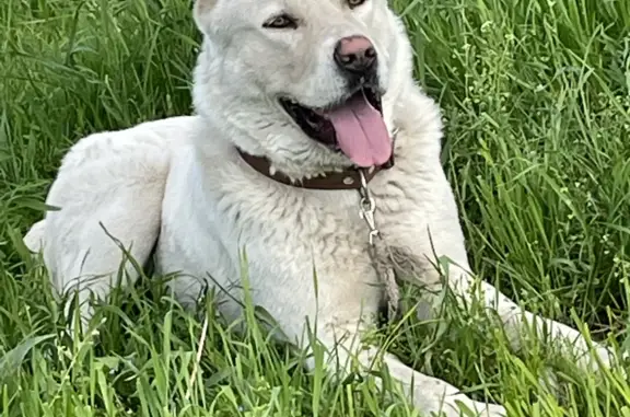 Пропала собака Боте, 2 года, белого цвета, Москва