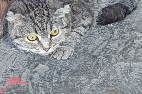 Найдена кошка на остановке, Чебоксары