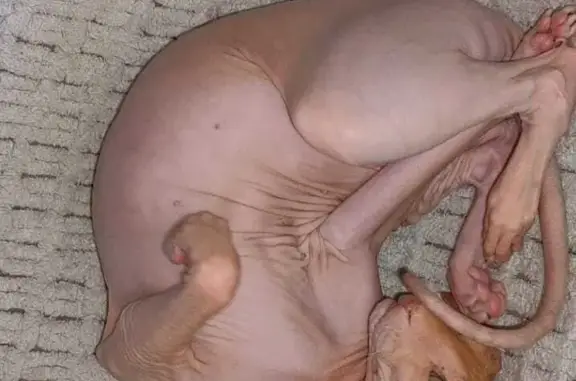 Кошки потеряшки, Санкт-Петербург, фото: Потеряшка кошка на ул. Наличная 37к2, СПб