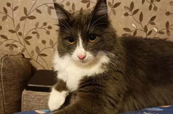 Кошки потеряшки, Санкт-Петербург, фото: Потеряшка серо-белая кошка. Адрес: Червонного Казачества 44Б, СПб.