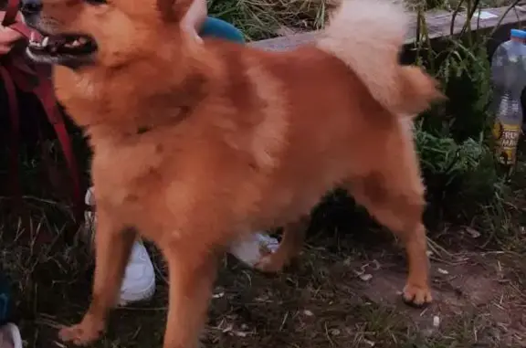 Собаки потеряшки, Нижний Новгород, фото: Потеряшка собака в Нижнем Новгороде, ул. Косогорная 06.08.23