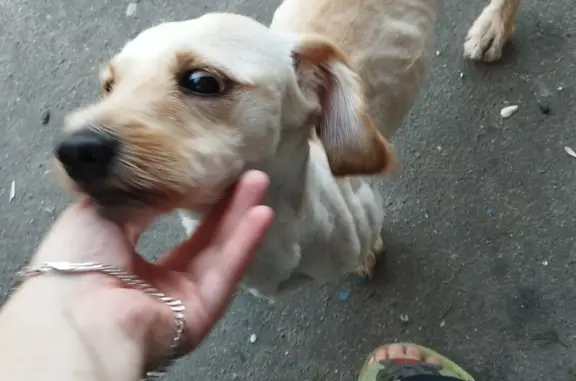 Пропала белая собака на Западном проезде, Егорьевск