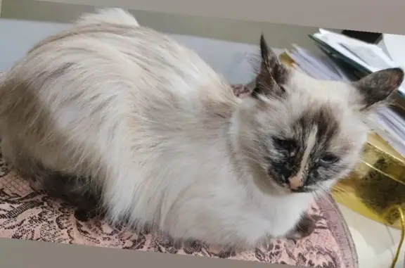 Пропала сиамская кошка на Косинском шоссе, 7