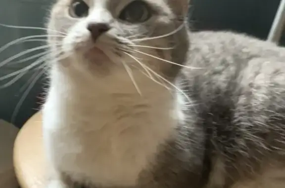 Кошки потеряшки, Санкт-Петербург, фото: Потеряшка кошка возле пр. Космонавтов, СПб