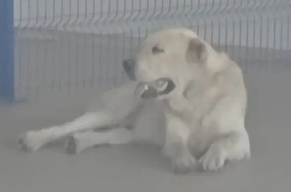 Найдена собака в Озоне, Ростов-на-Дону